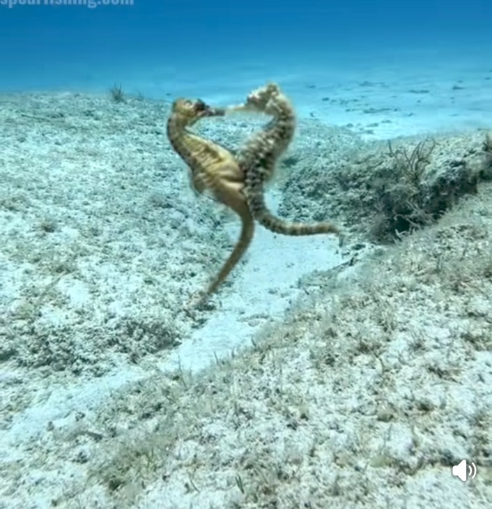 Sea Horse की तस्वीर: "सी हॉर्स समुद्री जीव जो नर होकर बच्चों को जन्म देता है"
सी हॉर्स के बच्चों का जन्म: "Sea horse giving birth to baby seahorses"