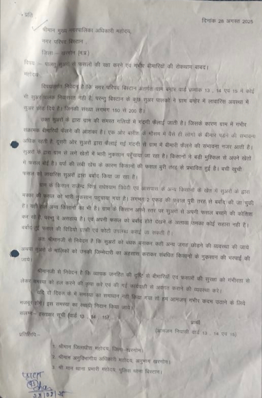 खरगोन जिले के बन्हैर गांव में पालतु सूअरों से बर्बाद होती मक्का की फसल