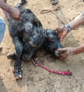 प्रकृति की दुर्लभ रचना: खरगोन के पिपलिया गांव में दो मुंह वाले बछड़े का जन्म, कुछ ही मिनटों में थम गई सांसें