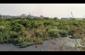 ग्राम खोड़ी स्थित शराब कंपनी ने फिर छोड़ा गंदा पानी, किसानों ने लगाए गंभीर आरोप